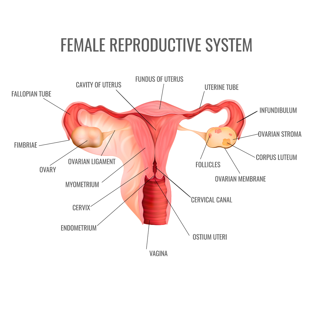 Periods 101: Tips and Tricks for a Stress-Free Cycle